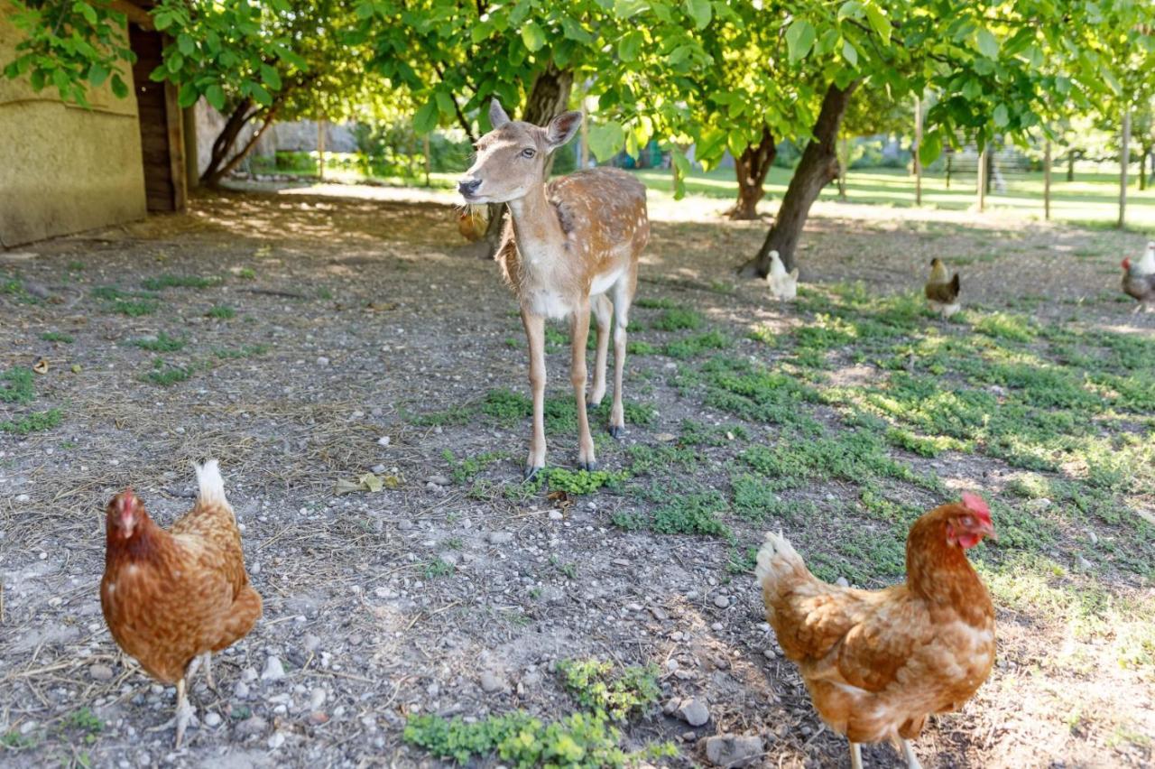 Villa Padovani Relais De Charme - Adults Only Pastrengo Dış mekan fotoğraf
